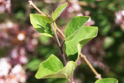Syringa 'Bailbelle' (TINKERBELL PP12294) (TINKERBELL® Lilac PP12294), leaf, spring