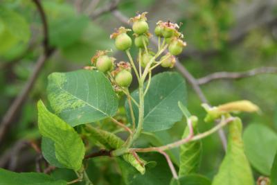 Amelanchier humilis (Low Serviceberry), infructescence