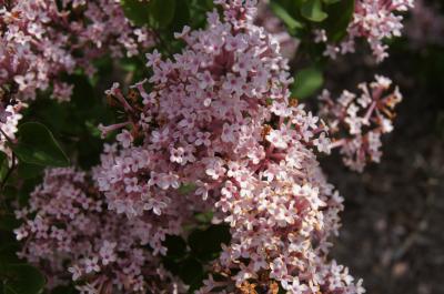 Syringa 'Bailbelle' (TINKERBELL PP12294) (TINKERBELL® Lilac PP12294), inflorescence