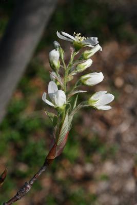 Amelanchier laevis (Allegheny Serviceberry), flower, side