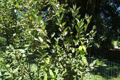Amelanchier laevis (Allegheny Serviceberry), habit, summer