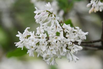 Syringa patula (Manchurian Lilac), flower, full