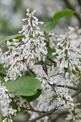 Syringa patula (Manchurian Lilac), bud, flower