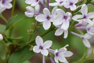Syringa ×persica 'Alba' (Persian Lilac), flower, throat