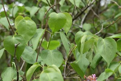 Syringa 'Swarthmore' (Swarthmore Lilac), leaf, spring