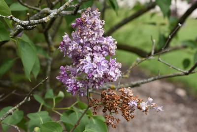 Syringa 'Swarthmore' (Swarthmore Lilac), inflorescence