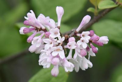 Syringa patula (Manchurian Lilac), flower, full