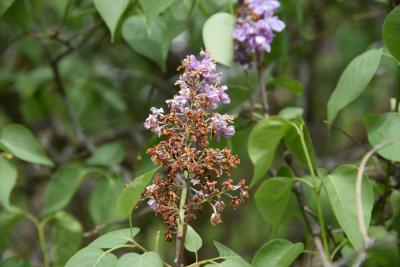 Syringa 'Swarthmore' (Swarthmore Lilac), flower, past