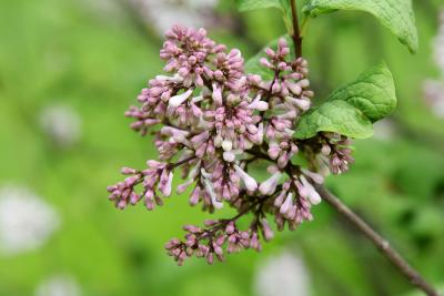 Syringa patula (Manchurian Lilac), bud, flower