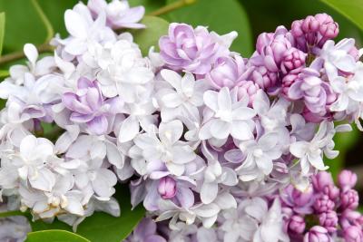 Syringa vulgaris 'Michel Buchner' (Michel Buchner Common Lilac), flower, full