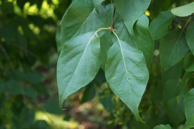 Syringa pekinensis (Peking Lilac), leaf, upper surface