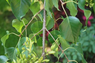 Syringa pekinensis (Peking Lilac), bark, twig
