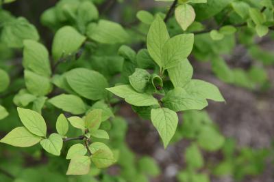 Syringa patula (Manchurian Lilac), leaf, spring