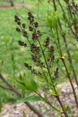 Syringa vulgaris (Common Lilac), bud, flower