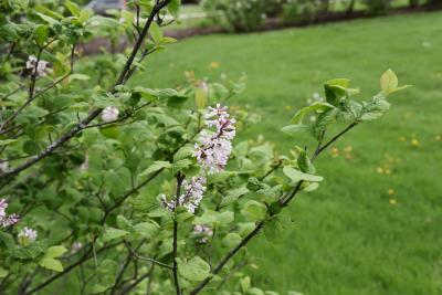 Syringa patula (Manchurian Lilac), habit, spring
