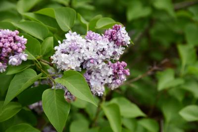 Syringa vulgaris 'Michel Buchner' (Michel Buchner Common Lilac), inflorescence