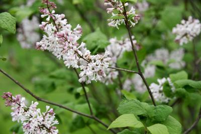 Syringa patula (Manchurian Lilac), inflorescence