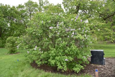 Syringa vulgaris 'Michel Buchner' (Michel Buchner Common Lilac), habit, spring