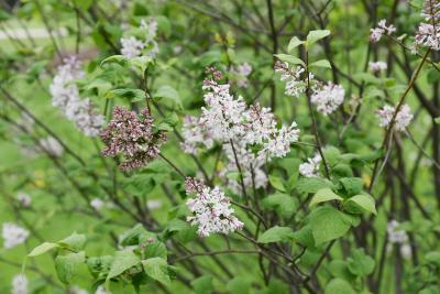 Syringa patula (Manchurian Lilac), inflorescence