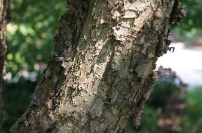 Syringa pekinensis (Peking Lilac), bark, trunk