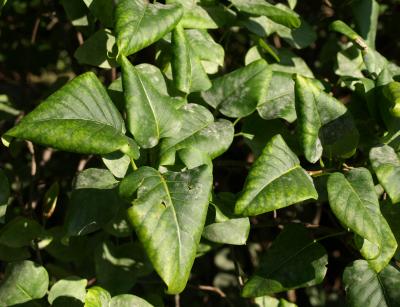 Syringa vulgaris (Common Lilac), leaf, fall