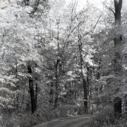 Forest Road, unpaved, curving to right in wooded area