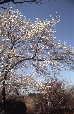 Magnolia kobus var. borealis (northern Japanese magnolia), full bloom