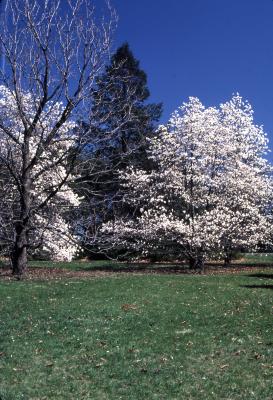 Magnolia (magnolia), habit, spring