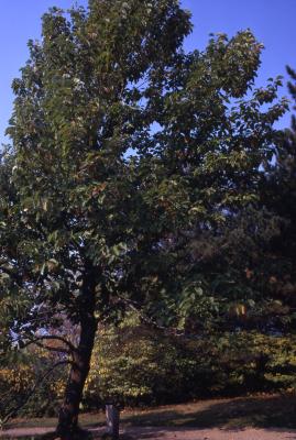 Magnolia acuminata (cucumbertree), habit, fall