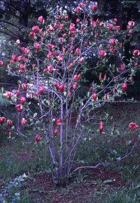 Magnolia (magnolia), habit, summer