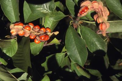 Magnolia kobus var. borealis (northern Japanese magnolia),  fruit, leaves