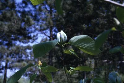 Magnolia acuminata (cucumbertree), flowers and leaves detail