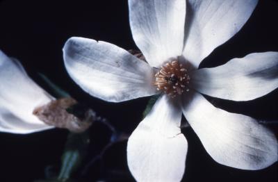 Magnolia kobus var. borealis (northern Japanese magnolia), flower detail