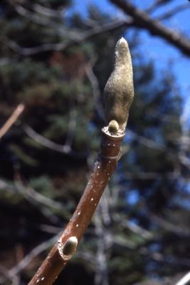 Magnolia acuminata (cucumbertree), detail of twig and buds