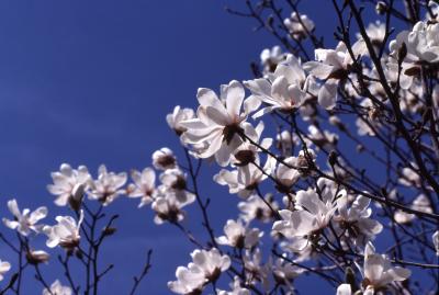 Magnolia kobus var. borealis (northern Japanese magnolia), twigs in bloom detail