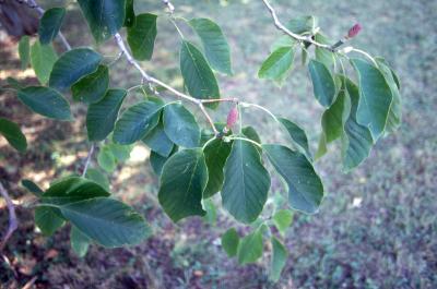Magnolia acuminata (cucumbertree), leaves and fruit