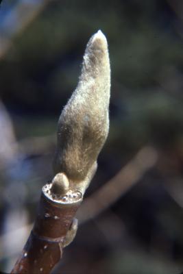 Magnolia acuminata (cucumbertree), detail of terminal bud