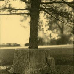 Arbor Lodge album: tree rising out of commemorative tree stump shaped stone inscription