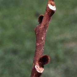Asimina triloba (pawpaw), twig with buds detail