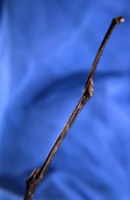 Celtis occidentalis (hackberry), buds detail