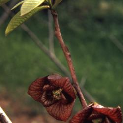 Asimina triloba (pawpaw), new leaves and flowers detail