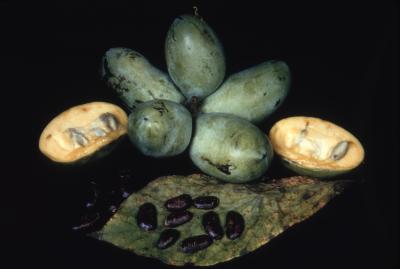 Asimina triloba (pawpaw), study of fruit, seeds, and leaf