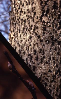 Celtis occidentalis (hackberry), mature bark and buds detail