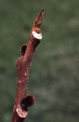Asimina triloba (pawpaw), twig with buds detail