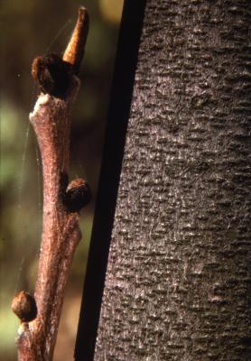 Asimina triloba (pawpaw), buds and bark detail