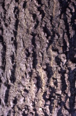 Celtis occidentalis (hackberry), bark detail