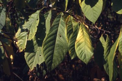 Asimina triloba (pawpaw), mature leaves detail