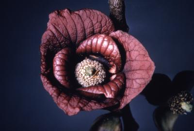 Asimina triloba (pawpaw), flower detail