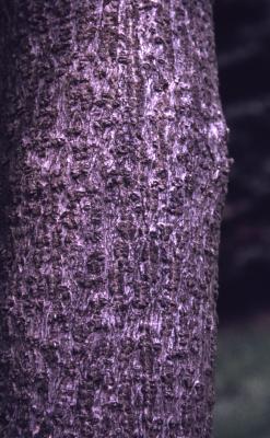 Asimina triloba (pawpaw), bark detail