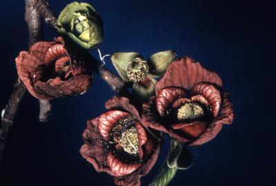Asimina triloba (pawpaw), flowers detail